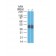Cytokeratin 18(DC10), CF405S conjugate, 0.1mg/mL