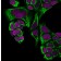 Cytokeratin 18(C-04), CF405S conjugate, 0.1mg/mL