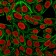 Histone H1(AE-4), CF405S conjugate, 0.1mg/mL
