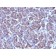 CMV-p65(CMV100), CF405S conjugate, 0.1mg/mL