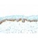 Cytokeratin, LMW(AE-1), CF405S conjugate, 0.1mg/mL