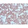 NKX2.2(NX2/294), CF405S conjugate, 0.1mg/mL