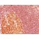 MALT-1(MT1/410), CF405S conjugate, 0.1mg/mL