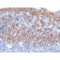 Cytokeratin 14(LL002), CF405S conjugate, 0.1mg/mL