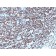 Histone H1(1415-1), CF405S conjugate, 0.1mg/mL