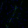 von Willebrand Factor(3E2D10), CF405S conjugate, 0.1mg/mL