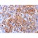 MART-1 / Melan-A(A103), CF405S conjugate, 0.1mg/mL