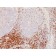 CD5(CD5/54/F6), CF405S conjugate, 0.1mg/mL