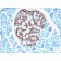 Chromogranin A(CHGA/765), CF405S conjugate, 0.1mg/mL