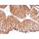 HSP60(HSPD1/780), CF405S conjugate, 0.1mg/mL