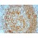 CD74(CLIP/813), CF405S conjugate, 0.1mg/mL