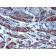 Caldesmon, HMW (h-Caldesmon)(h-CALD), CF405S conjugate, 0.1mg/mL