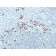 Human Kappa Light Chain(Kap-56), CF405S conjugate, 0.1mg/mL