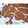 Chromogranin A(CGA414 + CGA/777 + CGA/798), CF405S conjugate, 0.1mg/mL