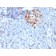 Cdk1 / p34cdc2 Serine-Threonine Kinase(A17.1.1), CF405S conjugate, 0.1mg/mL