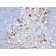 MCAM / MUC18 / Mucin 18 / CD146(MCAM/1101), CF405S conjugate, 0.1mg/mL