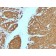 S100B(4C4.9 + S100B/1012), 0.2mg/mL
