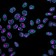 Nucleolin(364-5 + NCL/902), CF405S conjugate, 0.1mg/mL