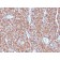 Chromogranin A(LK2H10 + PHE5 + CGA414), CF405S conjugate, 0.1mg/mL