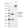 Helicobacter pylori(HP/1335), CF405S conjugate, 0.1mg/mL