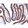 Ep-CAM / CD326 (Extracellular Domain) (Epithelial Marker) (EGP40/1373), CF405S conjugate, 0.1mg/mL