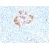 Ferritin, Light Chain (FTL) (Microglia Marker) (FTL/1389), CF405S conjugate, 0.1mg/mL
