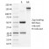 CD71 / Transferrin Receptor (TFRC)(TFRC/1396), CF405S conjugate, 0.1mg/mL