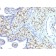 S100A4 (Marker of Tumor Metastasis) (S100A4/1481), CF405S conjugate, 0.1mg/mL