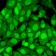 S100A4 (Marker of Tumor Metastasis) (S100A4/1482), CF405S conjugate, 0.1mg/mL