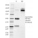MMP3 (Marker of Metastasis and Rheumatoid Arthritis)(1B4), CF405S conjugate, 0.1mg/mL