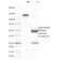 Epstein-Barr Virus (LMP-1)(CS1), CF405S conjugate, 0.1mg/mL