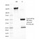 Epstein-Barr Virus (LMP-1)(CS3), CF405S conjugate, 0.1mg/mL