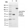 Human Herpes Virus 8 (HHV8)(LN53), CF405S conjugate, 0.1mg/mL