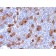 CD30 / TNFRSF8 (Hodgkin & Reed-Sternberg Cell Marker) (Ki-1/1747R), CF405S conjugate, 0.1mg/mL