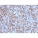 CD8A (Cytotoxic- & Suppressor T-Cell Marker) (C8/1779R), CF405S conjugate, 0.1mg/mL