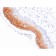Cytokeratin 1 (Suprabasal Keratinocyte Marker)(KRT1/1840), CF405S conjugate, 0.1mg/mL