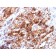 Glypican-3 (GPC3) (Hepatocellular Carcinoma Marker) (rGPC3/863), CF405S conjugate, 0.1mg/mL
