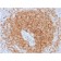 CD79a (B-Cell Marker) (rIGA/764), CF405S conjugate, 0.1mg/mL