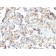 DNMT3A / DNA Methyltransferase 3 Alpha (PCRP-DNMT3A-1E2), CF405S conjugate, 0.1mg/mL