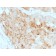 ROR2(ROR2/1911), CF405S conjugate, 0.1mg/mL