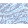 CDX2 / Caudal Type Homeobox 2 (GI Epithelial Marker) (PCRP-CDX2-1A3), CF405S conjugate, 0.1mg/mL