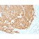 S100A1 (Melanoma Marker)(S100A1/1942), CF405S conjugate, 0.1mg/mL