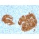 GAD2 / GAD65 (GABAergic Neuronal Marker) (GAD2/1960), CF405S conjugate, 0.1mg/mL