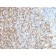 LMO2 (B-Cell Marker)(LMO2/1971), CF405S conjugate, 0.1mg/mL