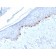 Tyrosinase-Related Protein-1 (TYRP-1) (Melanoma Marker) (TYRP1/1986), CF405S conjugate, 0.1mg/mL