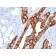 Cytokeratin 20 (KRT20) (Colorectal Epithelial Marker)(KRT20/1991), CF405S conjugate, 0.1mg/mL