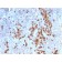 Human Kappa Light Chain / IGKC (B-Cell Marker) (rKLC709), CF405S conjugate, 0.1mg/mL