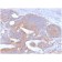 CD86 (Dendritic Cells Maturation Marker) (rC86/1146), CF405S conjugate, 0.1mg/mL