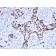 p53 Tumor Suppressor Protein (rTP53/1739), CF405S conjugate, 0.1mg/mL