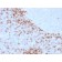 Human IgD (Immunoglobulin Delta Heavy Chain) (B-Cell Marker)(IgD26), CF405S conjugate, 0.1mg/mL